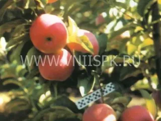 Сорт яблони Память Сергееву