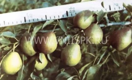 Сорт груши Башкирская Осенняя 0