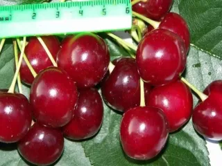 Сорт вишни Вечерняя Заря