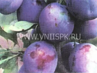 Сорт сливы домашней Волошка