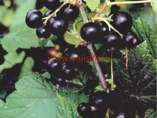 Сорт смородины черной Соломон