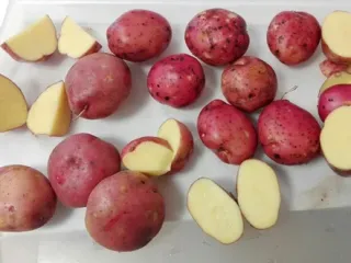 Сорт картофеля Ароза