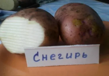 Сорт картофеля Снегирь 1