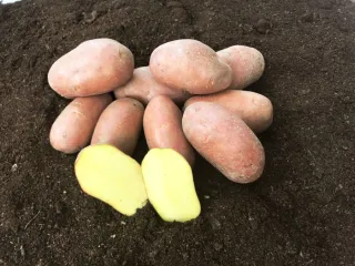 Сорт картофеля Санибель