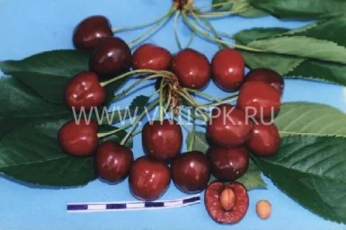Сорт черешни Кавказская Улучшенная 0
