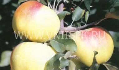 Сорт яблони Бойкен (Позднее Зимнее) 0