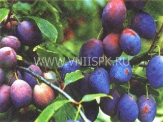 Сорт сливы домашней Фиолетовая