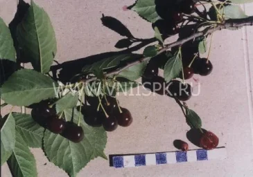 Сорт вишни Десертная Волжская 0