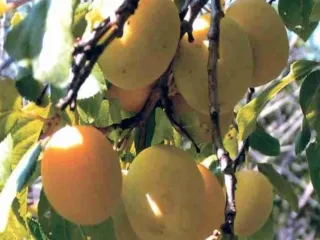 Сорт сливы домашней Светлана (Домашняя Слива)