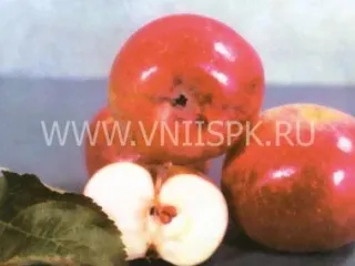Сорт яблони Луч