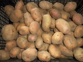 Сорт картофеля Петрович