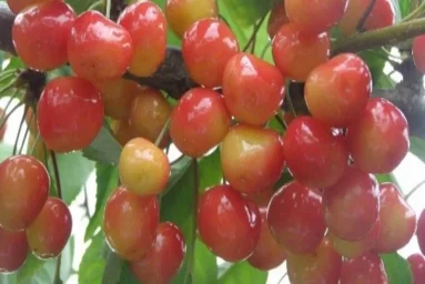 Сорт черешни Барыня 0