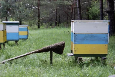 Отцвела акация