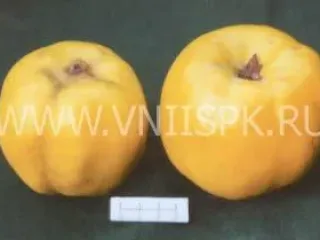 Сорт айвы Краснослободская