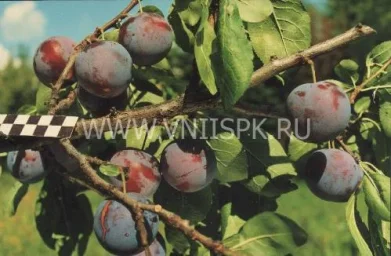 Сорт сливы домашней Ренклод Мичуринский 0