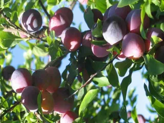 Сорт сливы китайской Орловская Мечта