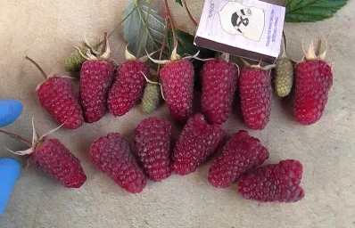 Сорт малины Малиновая гряда 2