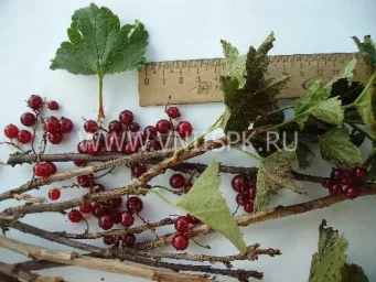 Сорт смородины красной Рассветная 0