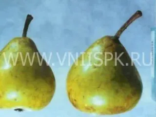 Сорт груши Сочинская Ананасная