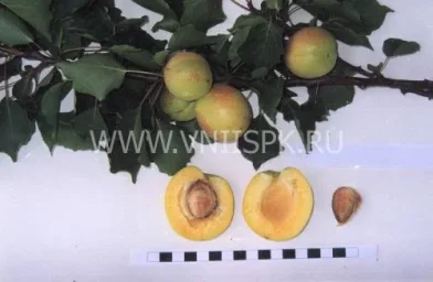 Сорт абрикоса Эсделик (Алаша) 0