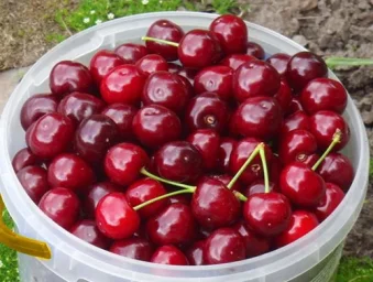 Сорт вишни Чудо вишня (дюк) 4