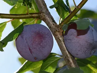 Сорт сливы Евразия 21