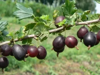 Сорт крыжовника Северный капитан