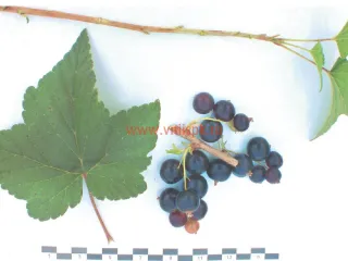 Сорт смородины черной Геркулес