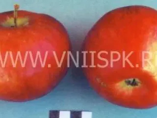 Сорт яблони Россошанское Полосатое
