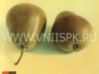 Сорт груши Декабринка