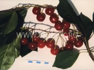 Сорт вишни Кирина
