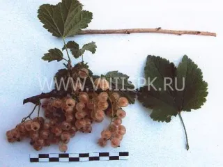 Сорт смородины красной Минусинская Белая