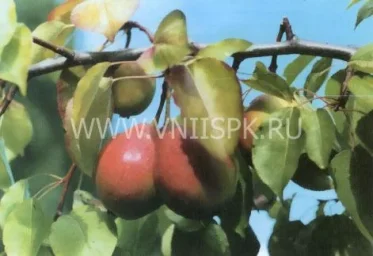 Сорт груши Долгожданная (Элегия) 0