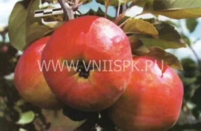 Сорт яблони Памяти Хитрово 0