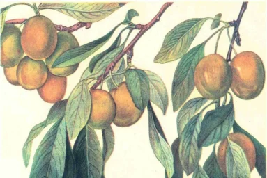 Сорт сливы домашней Ренклод Колхозный 0