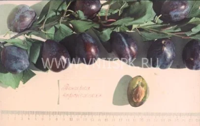 Сорт сливы домашней Венгерка Воронежская 0