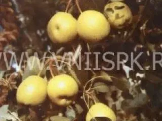 Сорт груши Ларинская