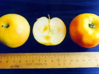 Сорт яблони Оренбургское