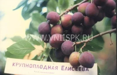Сорт сливы домашней Крупноплодная Елисеева 0