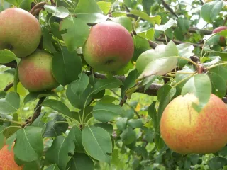 Сорт груши Кристина (Груша)