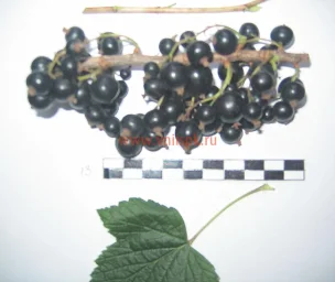 Сорт смородины черной Бычковская 0