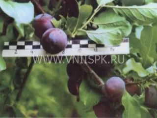Сорт сливы китайской Чемальская Синяя