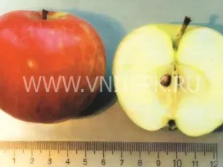 Сорт яблони Башкирское Зимнее