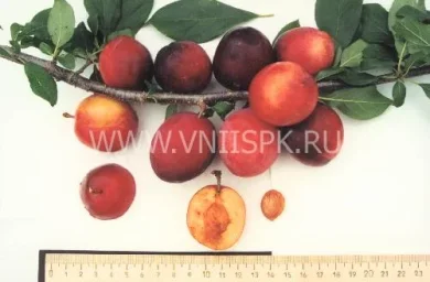 Сорт сливы китайской Подарок Приморью 0