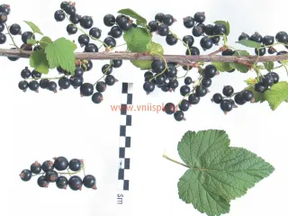 Сорт смородины черной Гамма
