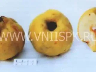 Сорт айвы Анжерская От Горина