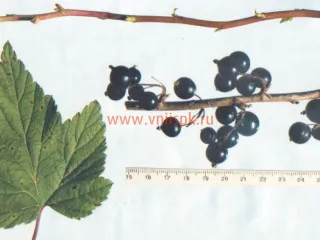Сорт смородины черной Александрина