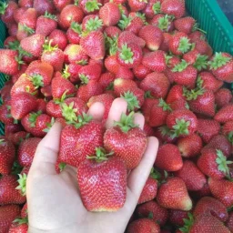 Сорт клубники Сирия 4