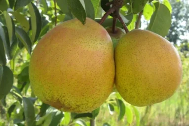 Сорт груши Дачница Кубани 0
