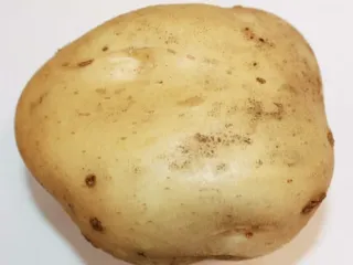 Сорт картофеля Тимо Ханккиян